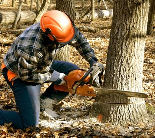 Tree Removal in Clanton, AL